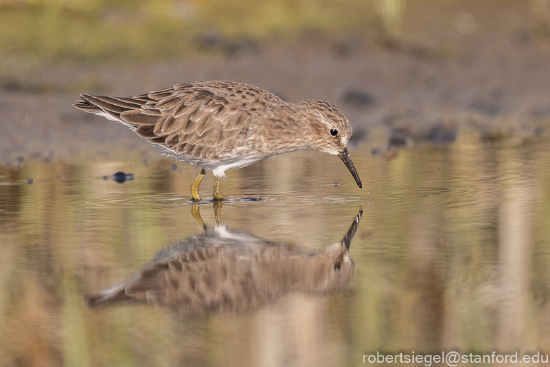 palo alto baylands 2021